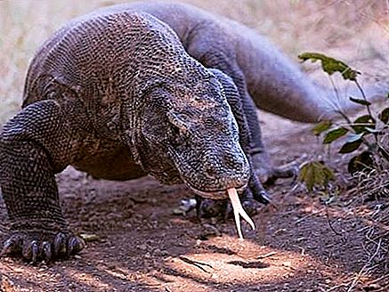 Komodo-lagarto es un gigante glotón capaz de partenogénesis