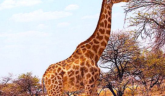 Girafa Bonito: Este animal tem a pressão arterial mais alta.