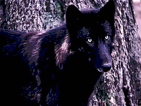 Alguns fatos interessantes e pouco conhecidos sobre lobos