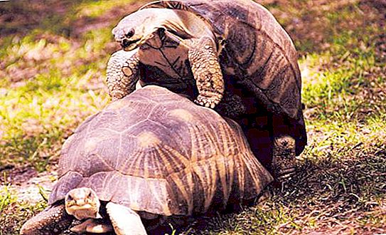 O tym, jak współpracują żółwie lądowe i czerwonookie