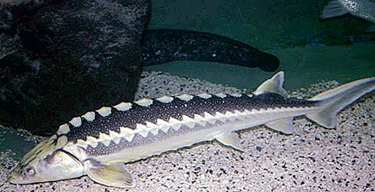 Sturgeon είδη ψαριών. Στρουθοκάμηλος (ψάρια): φωτογραφία