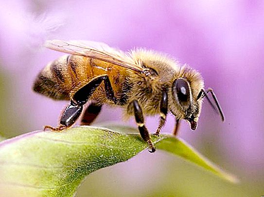 النحلة: حقائق مثيرة للاهتمام عن النحل. النحل البري والمنزلي