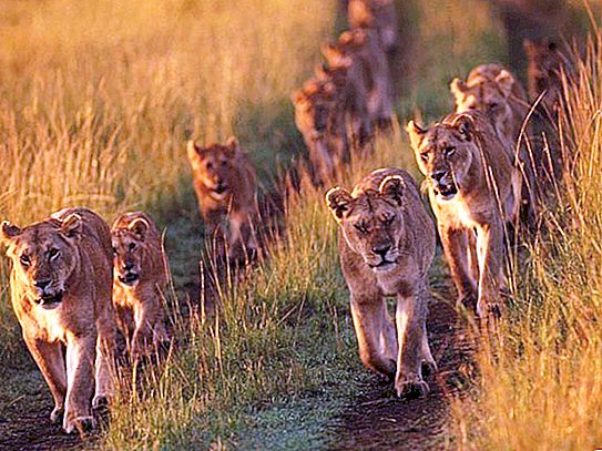 Pride of lions. Life in a social group