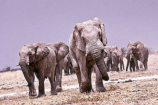 Gajah terbesar di dunia