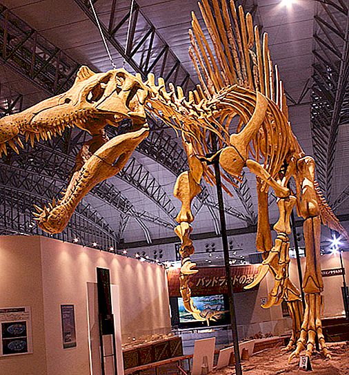 最大の略奪する恐竜。 スピノサウルス：顔の再構成、行動、食事