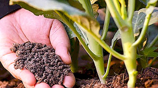 Самопочистване на почвата - смисъл, стъпки и процеси