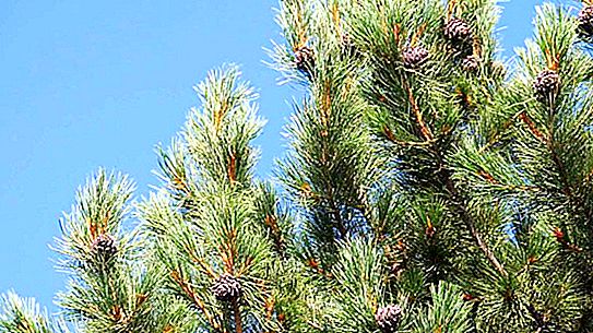 How much cedar grows: features and interesting facts