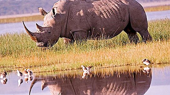 Nosorożec jawajski: zdjęcie, opis, siedlisko, styl życia. Ciekawe fakty o nosorożcach