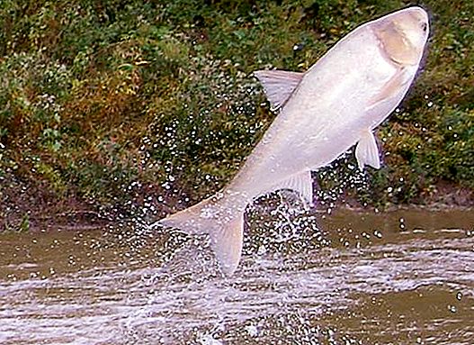 What eats silver carp in nature. Breeding and breeding silver carp