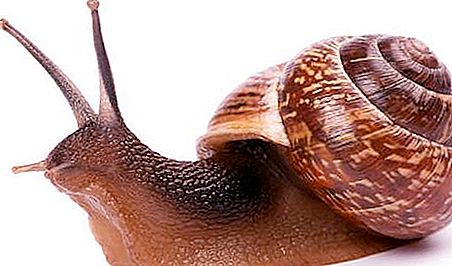 蜗牛。 如何保养蜗牛