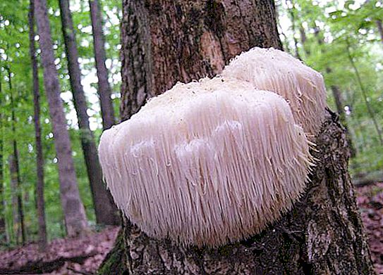 Riccio comune, o fungo barbuto: informazioni generali, habitat e significato per l'uomo