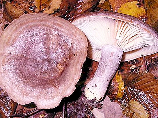 Common lactarius mushroom: photo and description