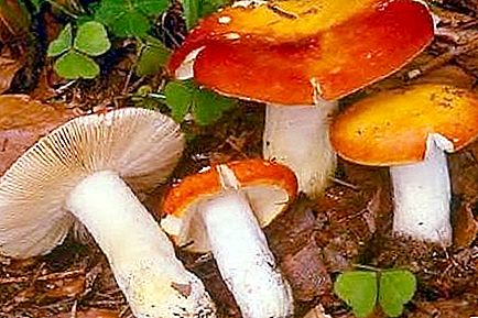 Valkovenäjän sienet: kuvaus ja kuva