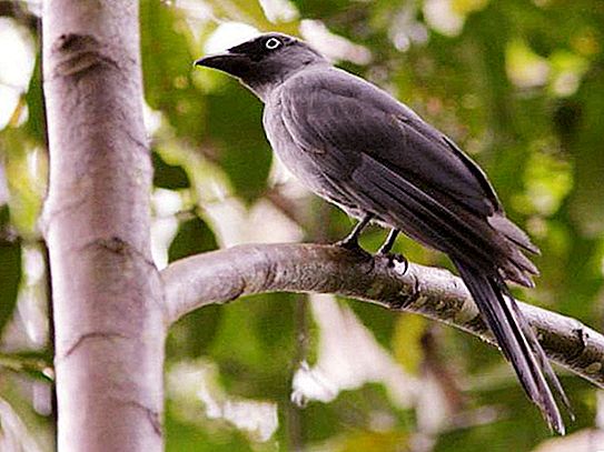 Kami mempelajari tanda-tanda: cuckoo cuckoo - apa artinya?