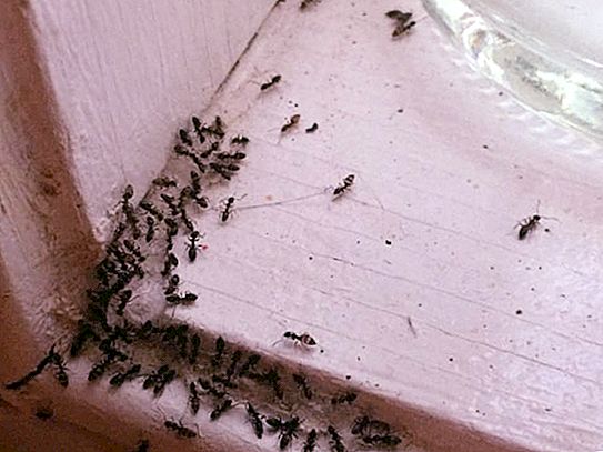 Nous étudions les signes. Des fourmis dans la maison pour quoi?
