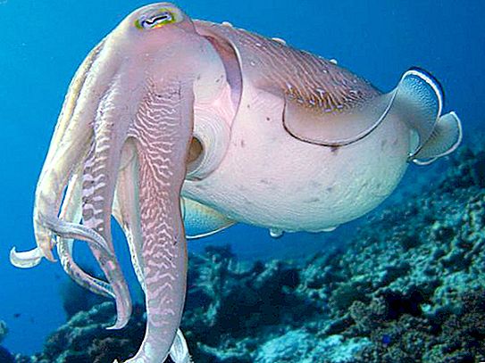 Cuttlefish is a cephalopod mollusk: description, lifestyle and nutrition