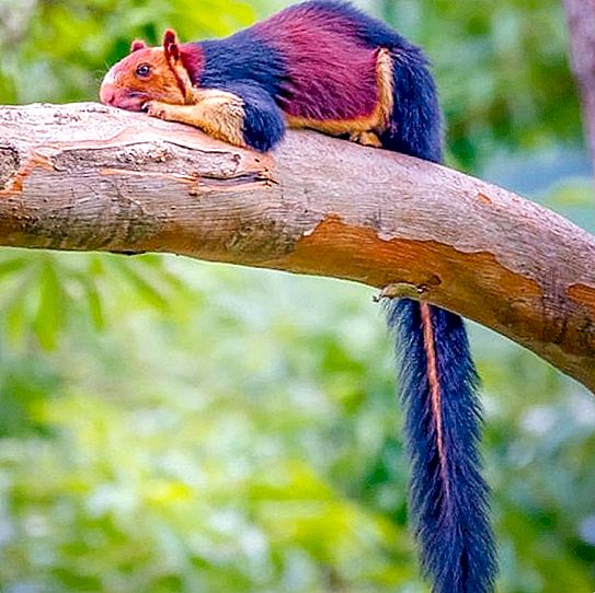 Napakaraming mga squirrels na may hindi pangkaraniwang kulay na hindi sinasadyang nahulog sa frame ng isang amateur photographer
