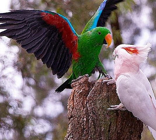 The parrot is a bright exotic bird. How many species of parrots exist in the world?