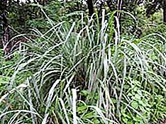 Genus of perennial tropical herbaceous plants Cymbopogon and others