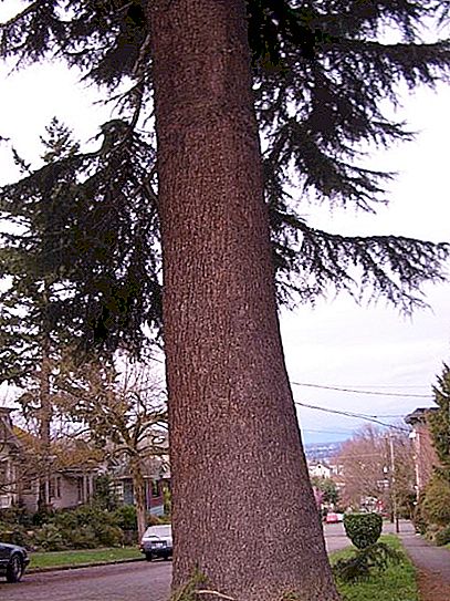 Стъблото на едно дърво е централната магистрала на живота