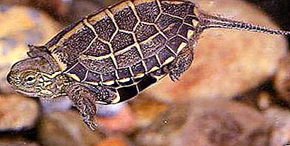 Three-keel Chinese tortoise: description and features of the content