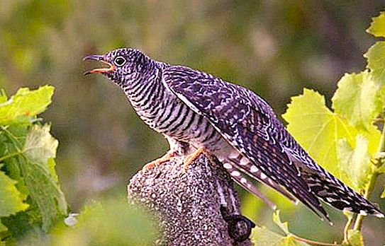 What is the use of cuckoo for the forest?