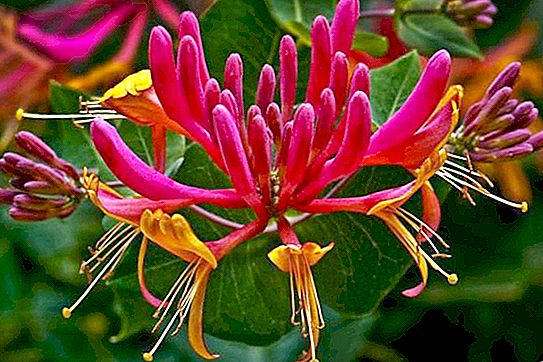 Honeysuckle: what is it, useful properties, planting, care and reproduction