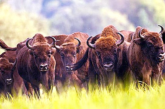 Eiropas bizoni un citi lieli dzīvnieki