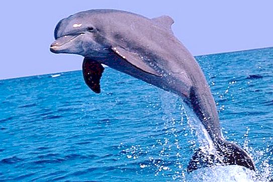 Black Sea bottlenose dolphin is a highly developed species of marine mammals