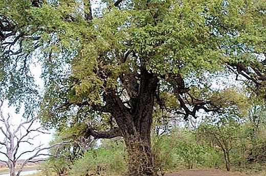 Czarne drzewo (heban): właściwości, zastosowanie