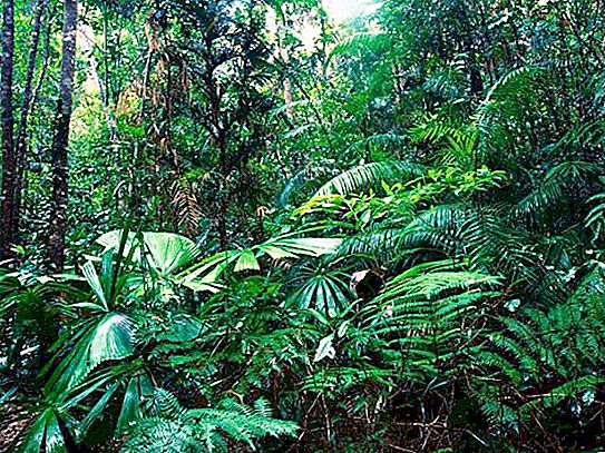 היכן צומחים יערות הגשם? פאונה של יער הגשם. אקלים ביערות הגשם