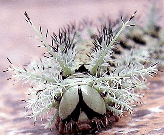 Lonomia毛毛虫：地球上最危险的毛毛虫