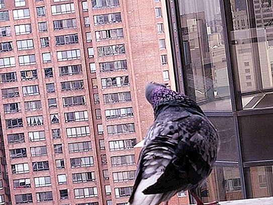 Comment se débarrasser des pigeons sur le balcon: conseils