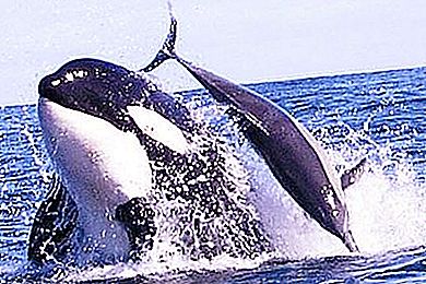 Slepkava: vai tas ir valis vai delfīns? Izdomāsim to kopā