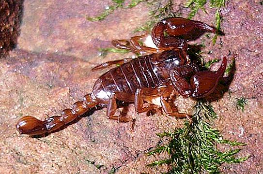 Krimin skorpioni: lajien kuvaus ja mitä tehdä puretuksi