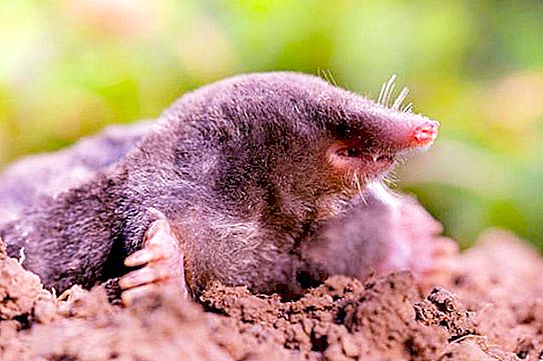 Mole ordinaire: description et photo