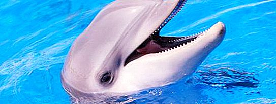 Berapa banyak ikan lumba-lumba yang hidup, dan tentang fakta-fakta menarik lain tentang haiwan ini