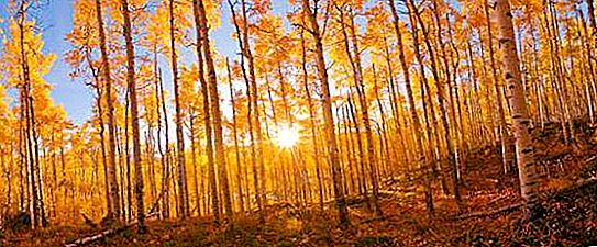 Aspen jeseni - neverjetna lepota in nered barv