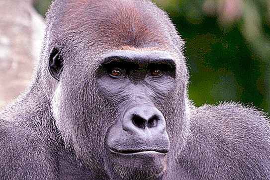 Mengapa seekor gorila benar-benar memiliki lubang hidung yang besar
