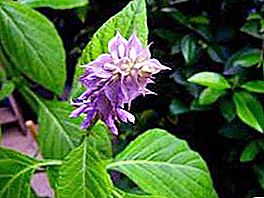 Salvia Divinorum: poškodenie, zákaz pestovania