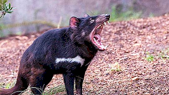 Тасманийски дявол, животно: описание, разпространение, начин на живот