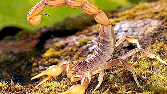 Pārsteidzoši Skorpiona kukaiņi