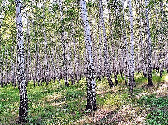 러시아의 수자원 및 산림 자원. 러시아의 산림 자원 사용