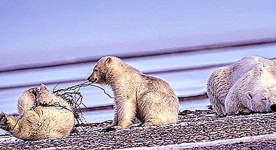 Foto spektakuler beruang kutub: bagaimana mereka menari, tidur dan bertempur