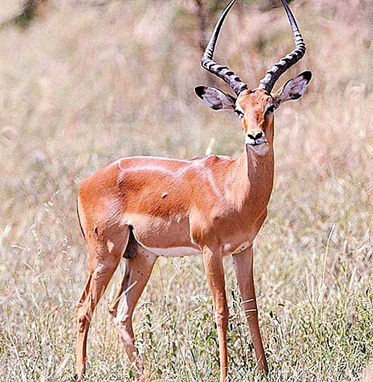 Impala antilope: Karakteristisk for et dyr