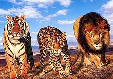Velké kočky - rekordní plemena