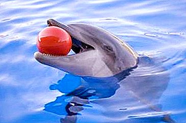 Wo Sie in Moskau mit Delfinen schwimmen können: Übersicht, Beschreibung, Adressen und Bewertungen