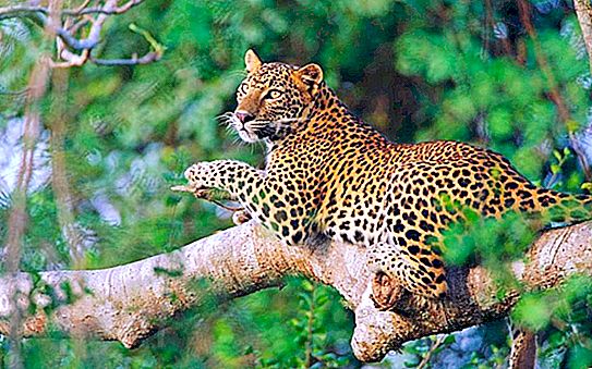 Leopardo indiano: foto, estilo de vida e habitat