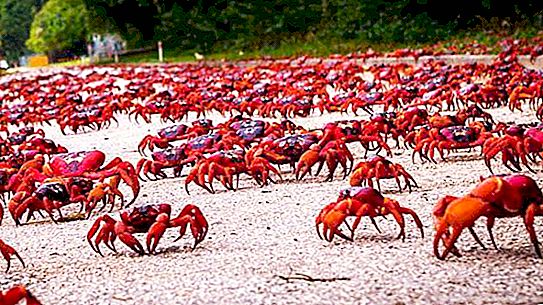 Quel est-il, le plus gros crabe du monde?