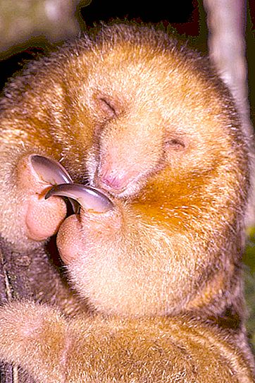 矮食蚁兽-中南美洲独特的两指居民